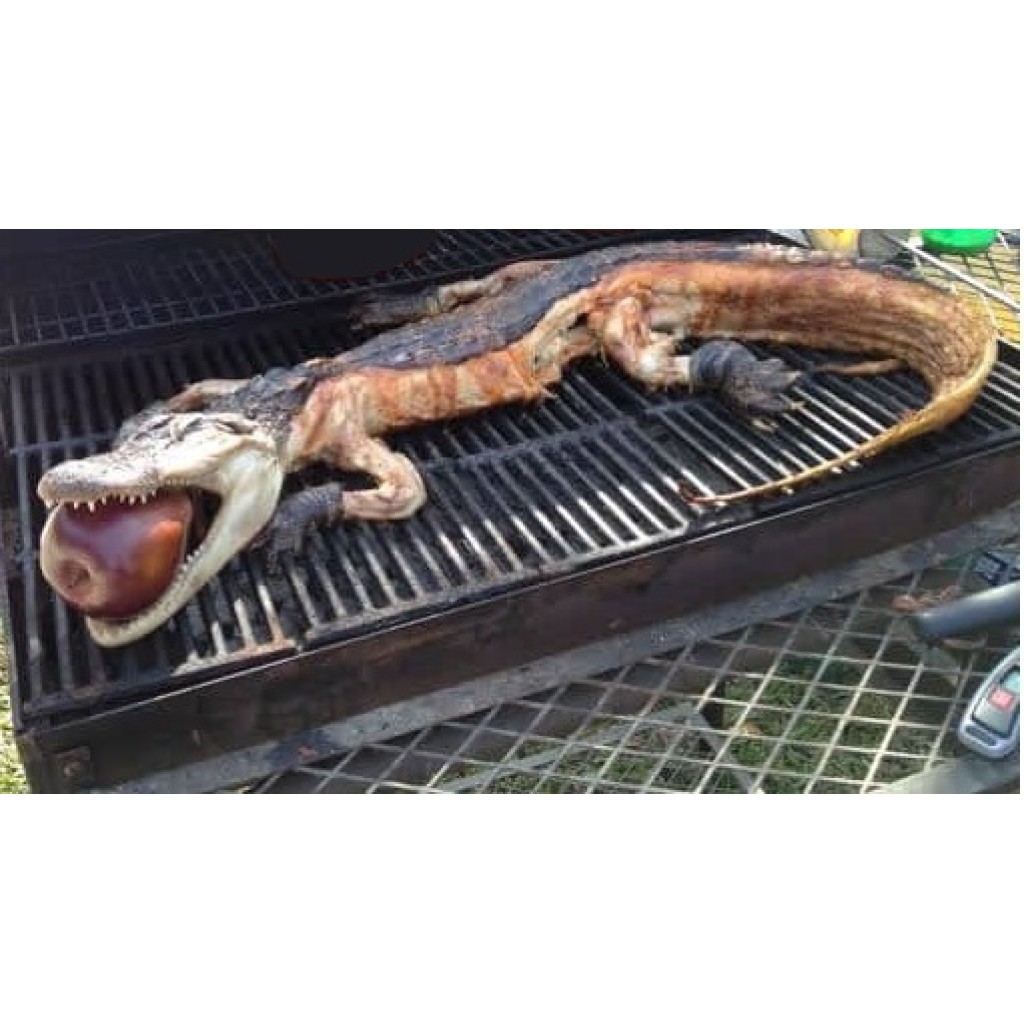 Whole Alligator 24 to 30 lbs - 2XL