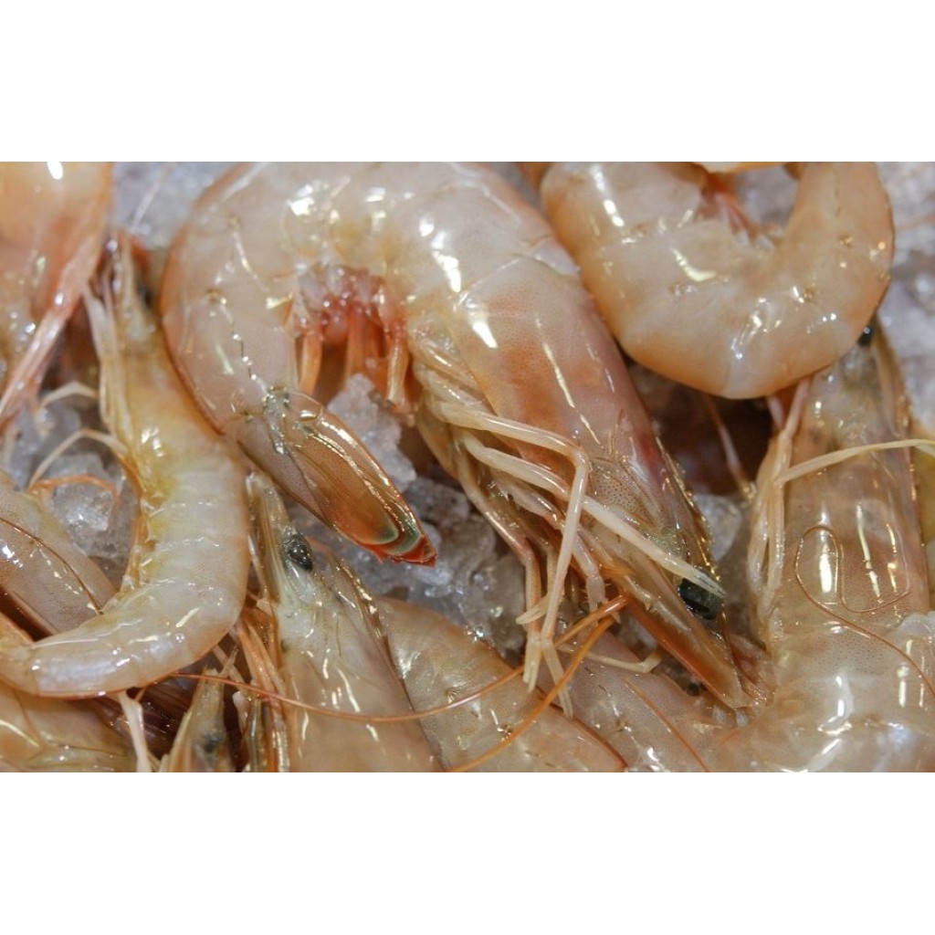 U/12 Gulf White Shrimp - Super Jumbo (Heads-On) IQF 10 Pounds